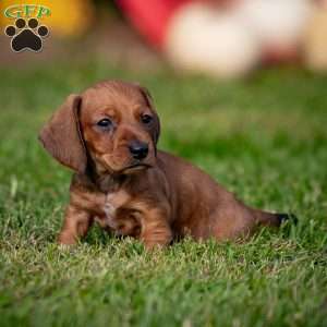 Tiny T, Dachshund Puppy